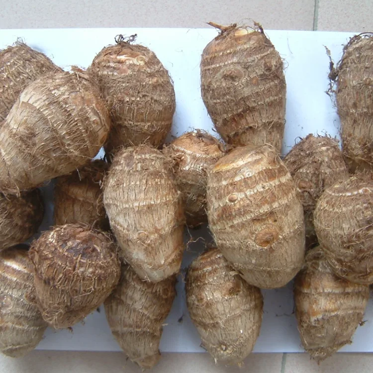 ফিল্ড ফ্ৰেছ টাৰো