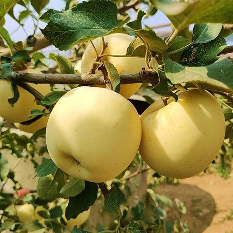 সতেজ সোণালী সুস্বাদু আপেল