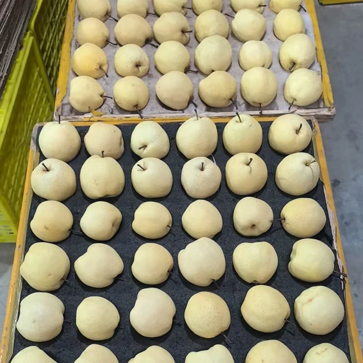 সতেজ-চিঙি লোৱা গং নাচপতি