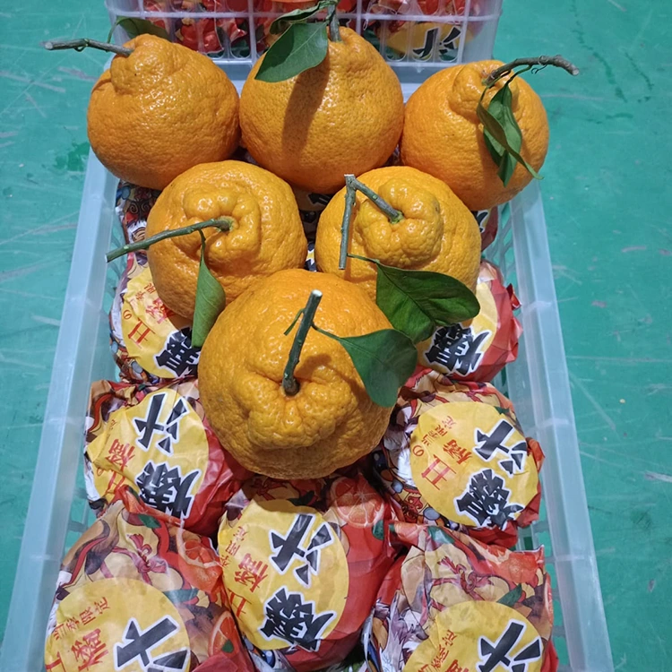 সতেজ শ্বিৰানুই মেণ্ডেৰিন