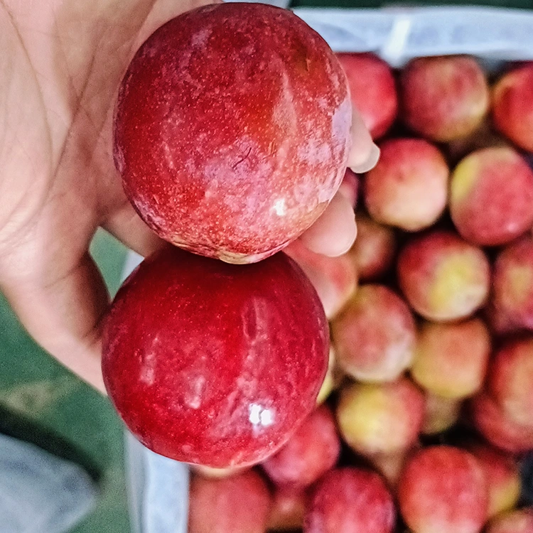 সতেজ মিঠা ৰঙা মেইয়ি প্লাম