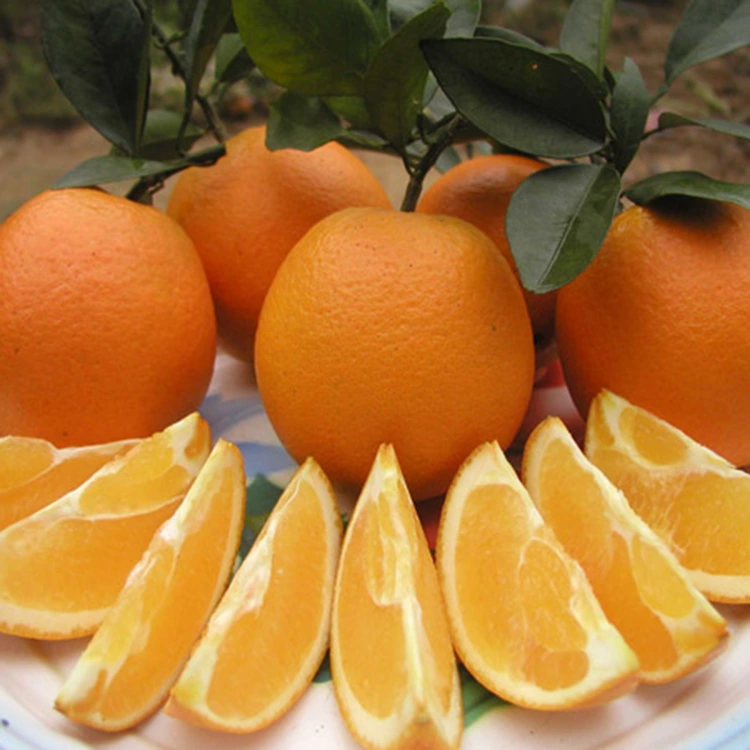 প্ৰিমিয়াম সতেজ ৰসাল মিঠা নাভি কমলা
