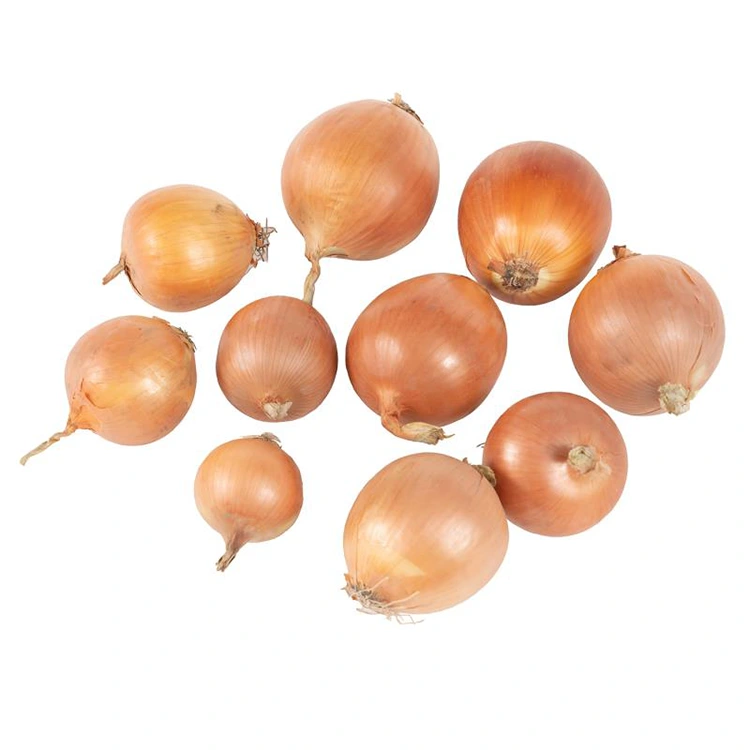 প্ৰিমিয়াম সতেজ হালধীয়া পিঁয়াজ