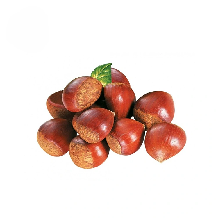 প্ৰিমিয়াম মানৰ চেষ্টনাট