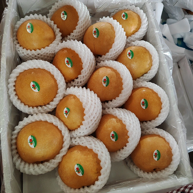 প্ৰিমিয়াম শ্বিংগো নাচপতি